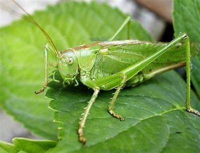 铚滄鏍戞牻鍩硅棰戝ぇ鍏?铚滄濡嗘纭寲濡嗚棰?铚滄鑷繁鍋氭墜甯愯棰?鍋氳湝妗冩灉姹佹暀绋嬭棰?鍋氳湝妗冨啺楹昏柉瑙嗛