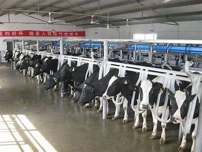 2023年国产奶牛养殖视频大全，学习奶牛养殖技巧与经验分享
